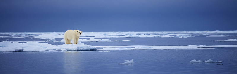 דוב קוטב שוהה על קרחונים נמסים. תוצאה של ההתחממות הגלובלית
